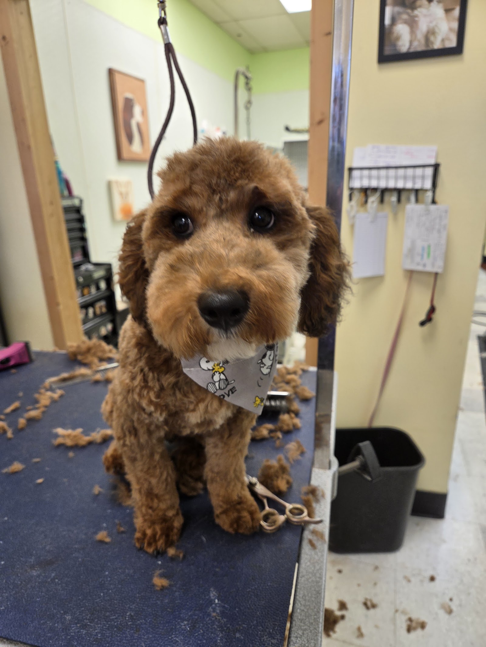 Aunt Debi's Pampered Paws in Clinton Township