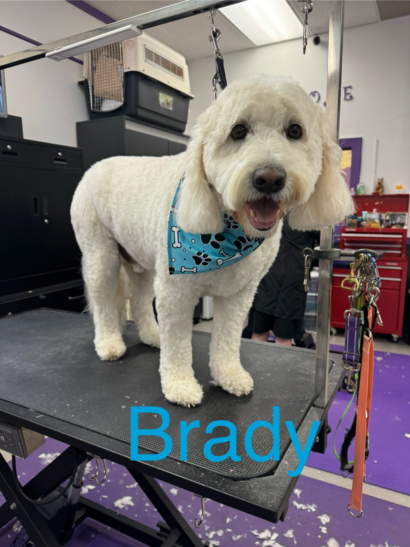 Boujee Buddies Pet Salon and Doggie Daycare in Clinton Township
