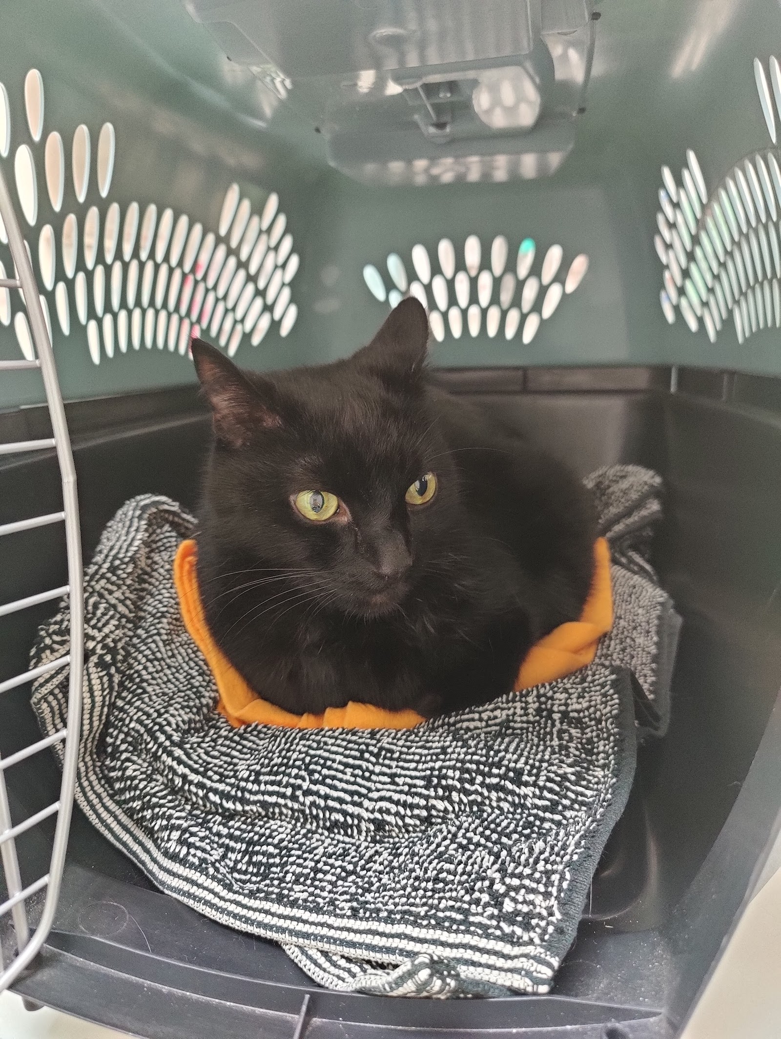 The Kitty Clinic — photo